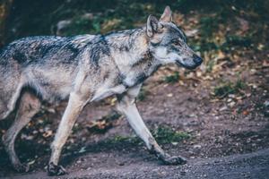 A Wolf Wandering Through a Quiet Forest. wolf wallpaper