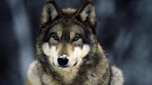 A Wolf's Glance wolf wallpaper