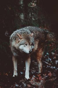 A Wolf’s Intimidating Presence wolf wallpaper