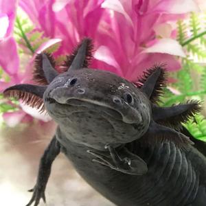 Adorable axolotl enjoying a lazy day axolotl wallpaper