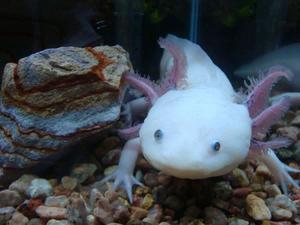 Adorable axolotl swimming in an aquarium axolotl wallpaper