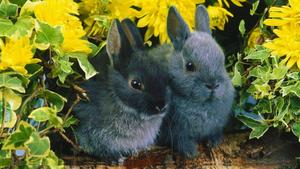 Adorable Black Bunnies cute black wallpaper