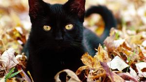 Adorable Black Cat Lounging cute black wallpaper