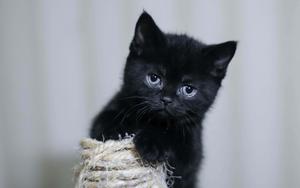 Adorable Black Kitten Pfp cute cat pfp wallpaper