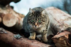 Adorable Chubby Cat Posing with a Glare cute cat pfp wallpaper