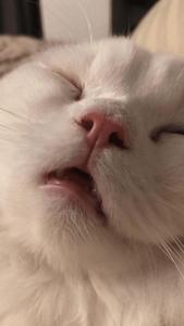 Adorable Furry Delight: The Ultimate Cute Cat PFP cute cat pfp wallpaper