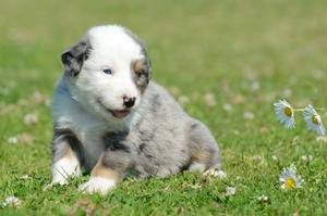 Adorable Gray Puppy puppy wallpaper