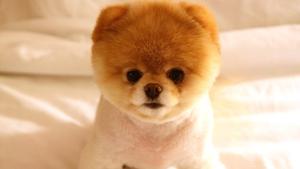 Adorable Pomeranian Puppy HD puppy wallpaper