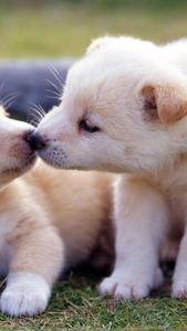 Adorable Puppies Kissing Mobile puppy wallpaper