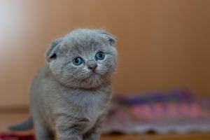 Adorable Scottish Fold Feline Profile Picture cute cat pfp wallpaper