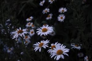 Aesthetic and peaceful daisy in a field of grass and blue sky. aesthetic wallpaper