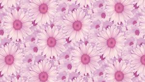 Aesthetic Daisies Laptop Wallpaper