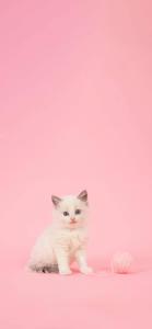 Aesthetic Girly Kitten Yarn aesthetic girly wallpaper