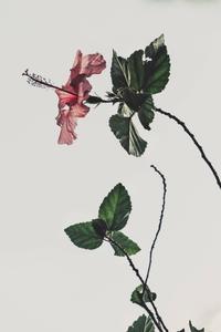 Aesthetic Hibiscus Rosa Sinensis aesthetic wallpaper