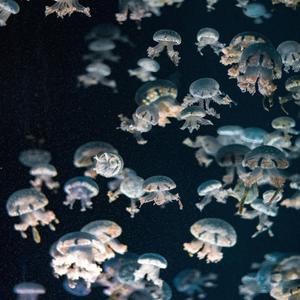 Aesthetic Ipad Jellyfish aesthetic ipad wallpaper