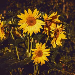 Aesthetic Ipad Sunflowers aesthetic ipad wallpaper