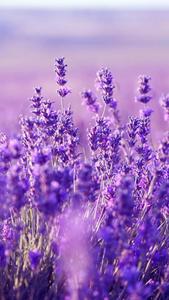 Aesthetic Lavender Picture aesthetic wallpaper