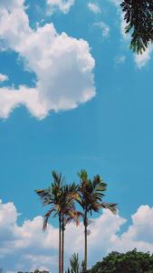 Aesthetic Phone Coconut Trees aesthetic phone wallpaper