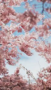 Aesthetic Pink iPhone Cherry Blossom Branches aesthetic pink iphone wallpaper