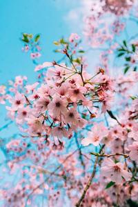 Aesthetic Pink iPhone Cherry Blossom Flowers aesthetic pink iphone wallpaper