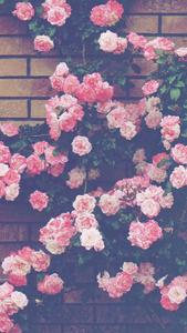 Aesthetic Pink iPhone Roses On Wall aesthetic pink iphone wallpaper