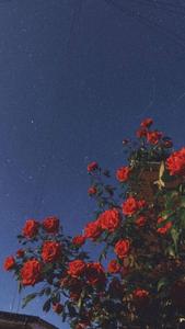 Aesthetic Red Roses Iphone iphone aesthetic wallpaper