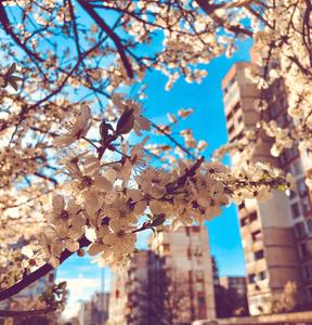 Aesthetic White Flowers aesthetic wallpaper