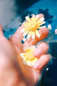 Aesthetic White Petalled Flowers pictures aesthetic wallpaper