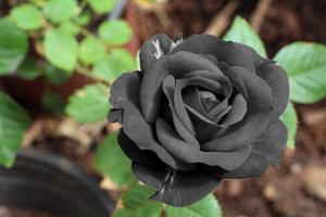 Alluring Black Rose black wallpaper
