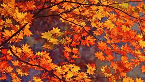 Alluring orange maple leaves in Fall fall wallpaper