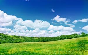 Amazing Green Nature Forest nature wallpaper
