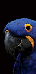 Amoled Cute Blue Parrot amoled wallpaper