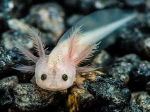 An adorable axolotl residing in its natural environment axolotl wallpaper