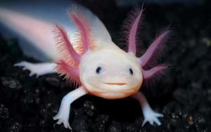 An adorable axolotl taking a break! axolotl wallpaper