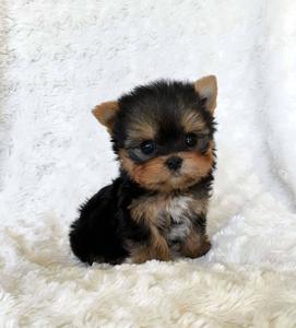 An Adorable Teacup Puppy Resting Serenely puppy wallpaper