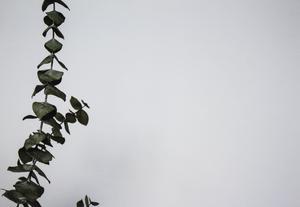 An Aesthetic Vibe of Green Leaves aesthetic wallpaper