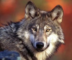 An Alpha Wolf Surveying His Territory wolf wallpaper