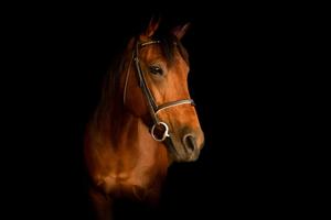 An Amazing Paint Horse Against a Sunset horse wallpaper