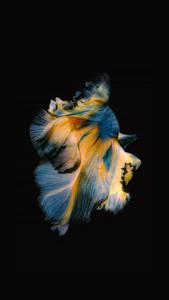 An Amazing Visual Experience with iPhone 11 iphone 11 wallpaper