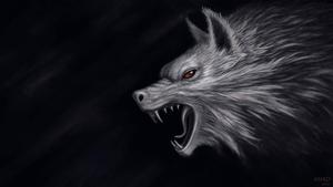 An Angry Gray Wolf Protects Its Territory wolf wallpaper