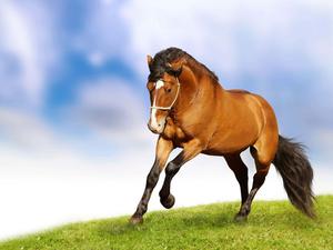 An Appaloosa Horse Enjoys the Outdoors horse wallpaper