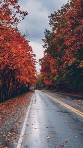 An Autumn Scene of Color fall wallpaper