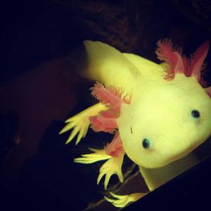 An Awesome Axolotl axolotl wallpaper