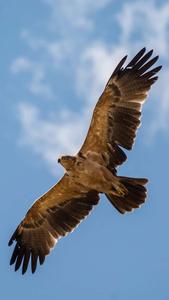 An eagle perched on an iPhone eagle iphone wallpaper