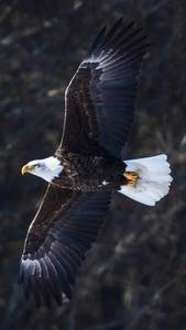 An Eagle soars above its kingdom eagle iphone wallpaper