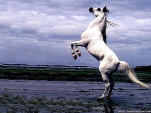 An eerie white horse in a menacing dark forest. horse wallpaper
