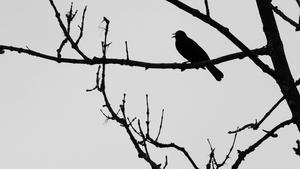 An elegant silhouetted bird soaring in the night sky black aesthetic wallpaper