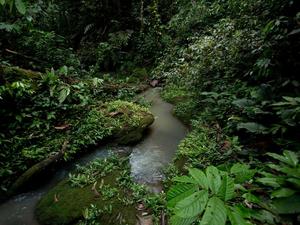 An Enchanting Forest - A Magical Escape forest wallpaper