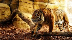 An Encounter With Nature's Dangerous Big Cat: The Tiger tiger wallpaper