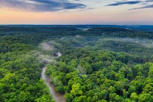 An Evening In The Forest forest wallpaper